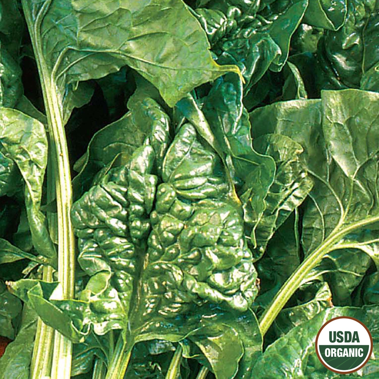 Close-up of green Giant Noble organic spinach leaves with a USDA organic label in the bottom right corner.